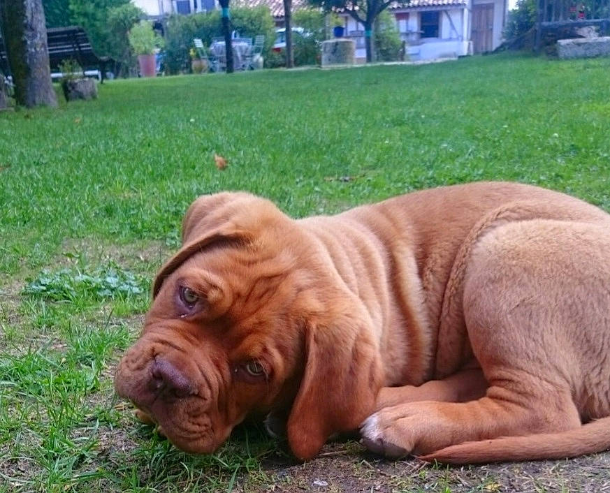 Luciano participe au concours pour gagner de l'argent avec cette photo : canidae, carnivore, companion_dog, dog, dog_breed, fawn, fur, grass, liver, molosser, ori_pei, plant, shar_pei, snout, sporting_group, terrestrial_animal, tree, working_animal, working_dog, wrinkle