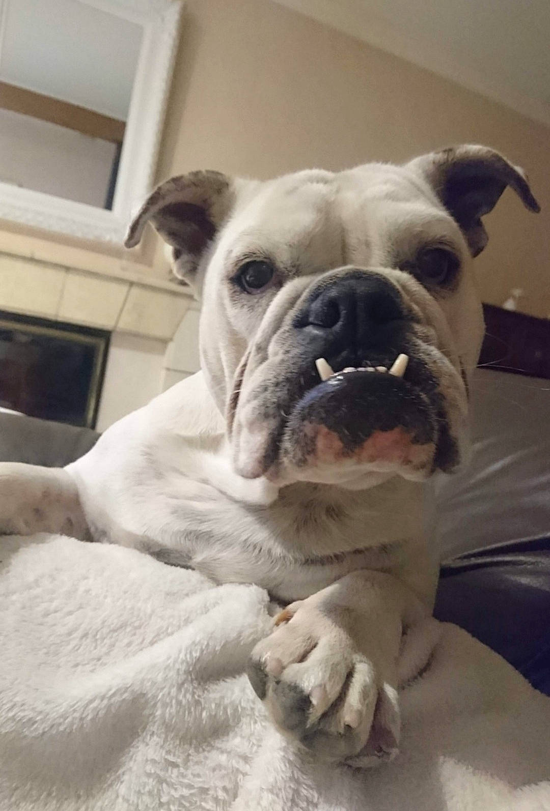 Olive participe au concours pour gagner de l'argent avec cette photo : bulldog, canidae, carnivore, comfort, companion_dog, dog, dog_breed, fawn, non_sporting_group, snout, sporting_group, terrestrial_animal, toy_dog, whiskers, working_animal, wrinkle