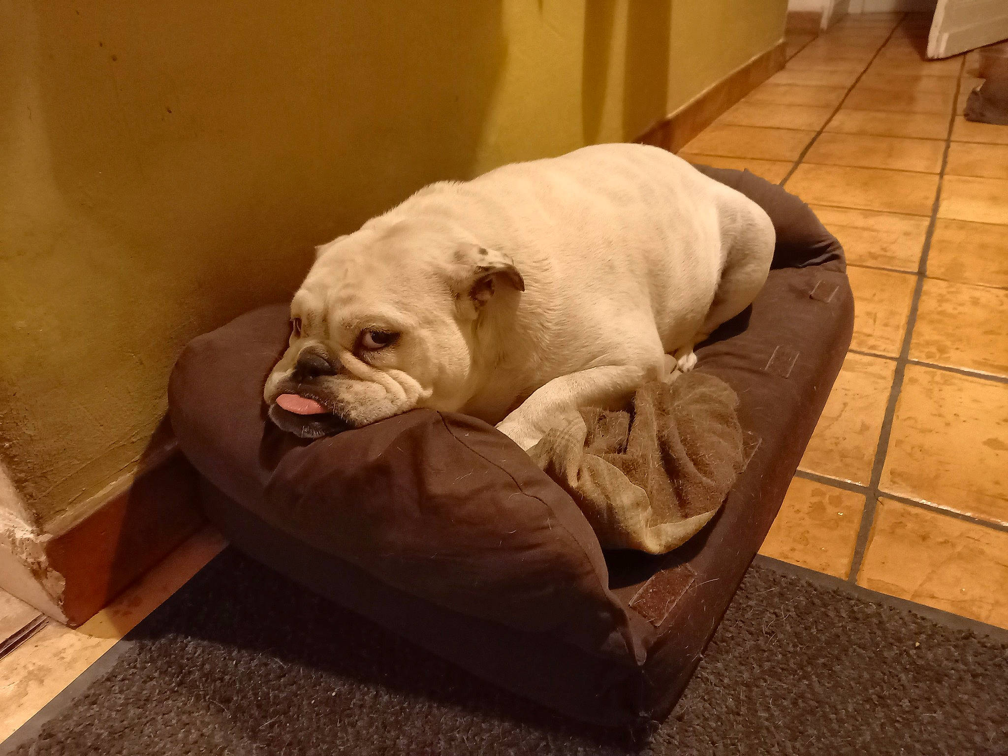 Olive a rejoint le concours — aidez-le/la à gagner de superbes lots ! bulldog, canidae, carnivore, club_chair, comfort, companion_dog, couch, dog, dog_bed, dog_breed, dog_supply, fawn, flooring, pet_supply, snout, sporting_group, toy_dog, white_english_bulldog, working_animal, wrinkle