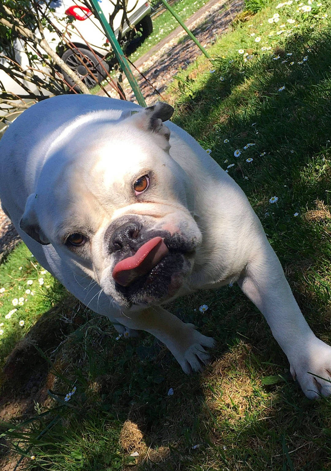 Olive participe au concours pour gagner de l'argent avec cette photo : canidae, carnivore, companion_dog, dog, dog_breed, dogo_guatemalteco, fang, fawn, grass, jaw, non_sporting_group, plant, sporting_group, tail, terrestrial_animal, whiskers, wildlife, working_animal