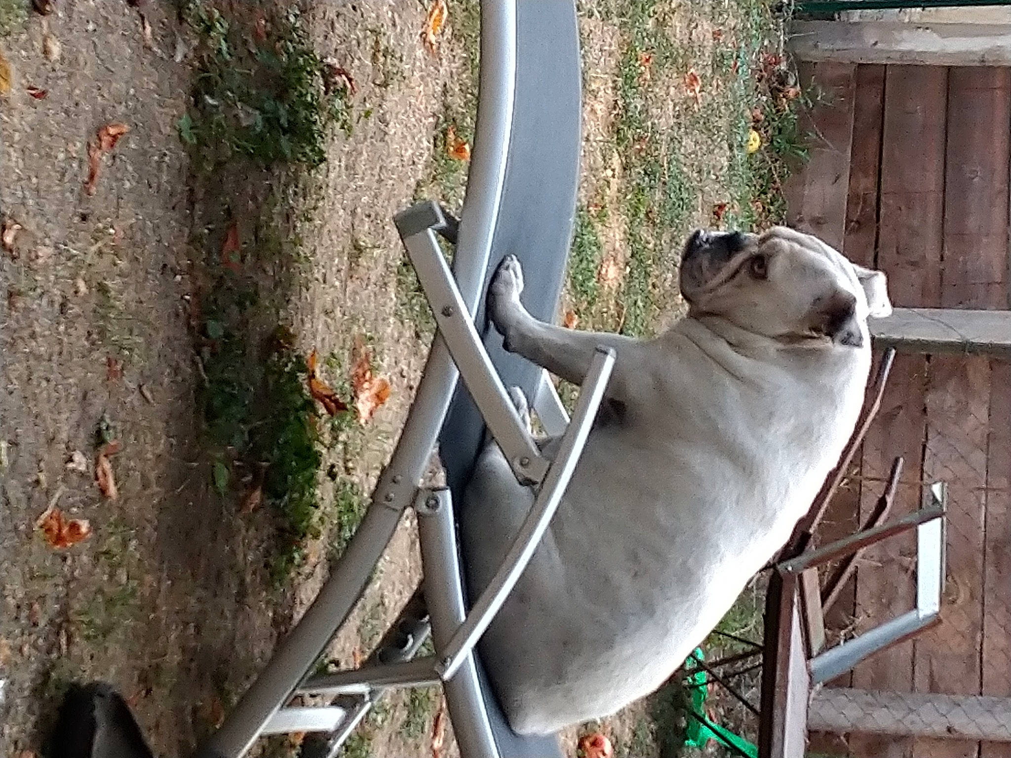 Olive a rejoint le concours — aidez-le/la à gagner de superbes lots ! art, carnivore, companion_dog, concrete, dog, dog_breed, fawn, felidae, handrail, metal, plant, shade, small_to_medium_sized_cats, sporting_group, tail, terrestrial_animal, wildlife, wood, working_animal, zoo