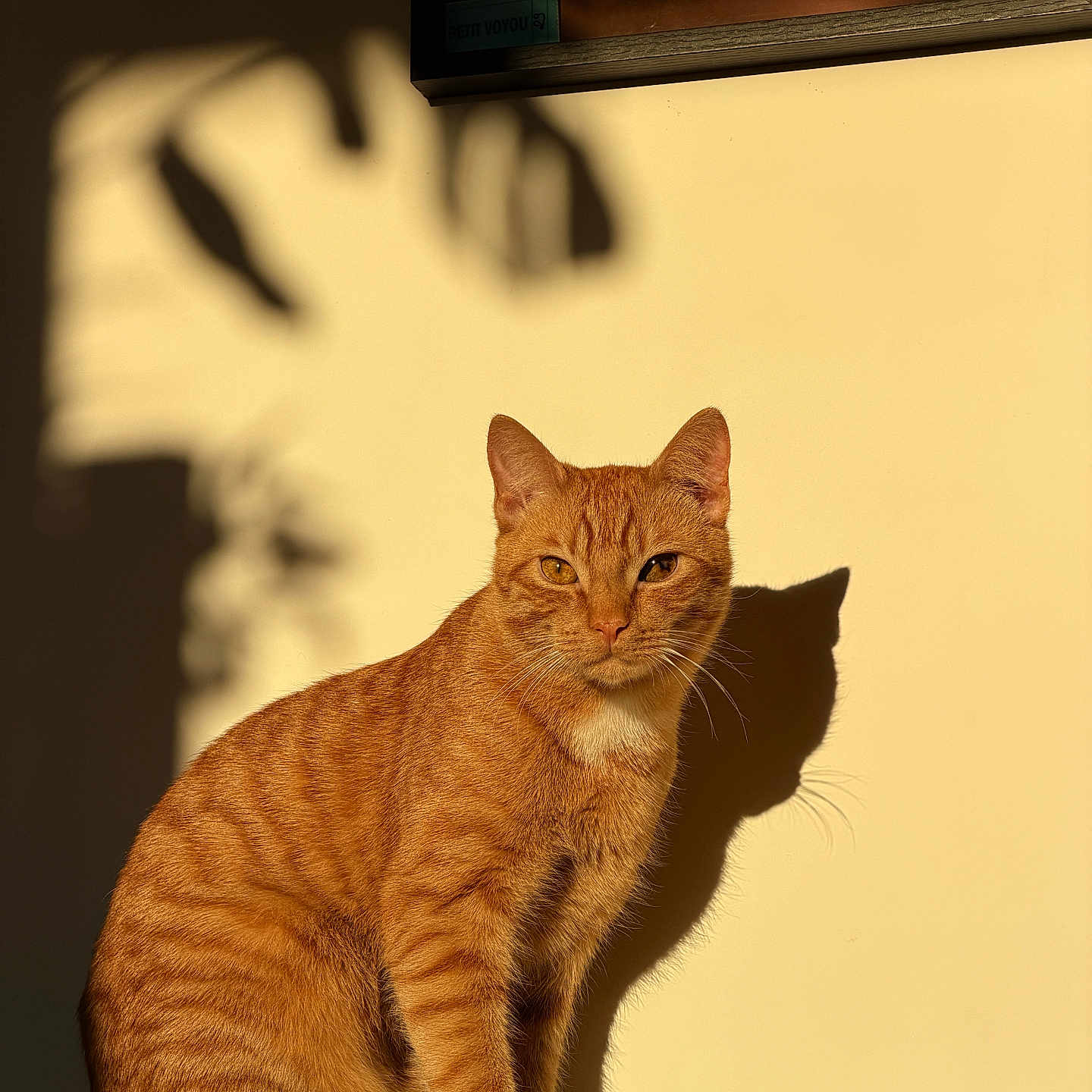 Azerty participe au concours pour gagner de l'argent avec cette photo : calm, cat, cozy, ears, feline, fur, ginger_cat, golden_hour, indoor, minimalist, paws, pet, portrait, shadow, sitting, stripes, sunlight, tabby, wall, whiskers