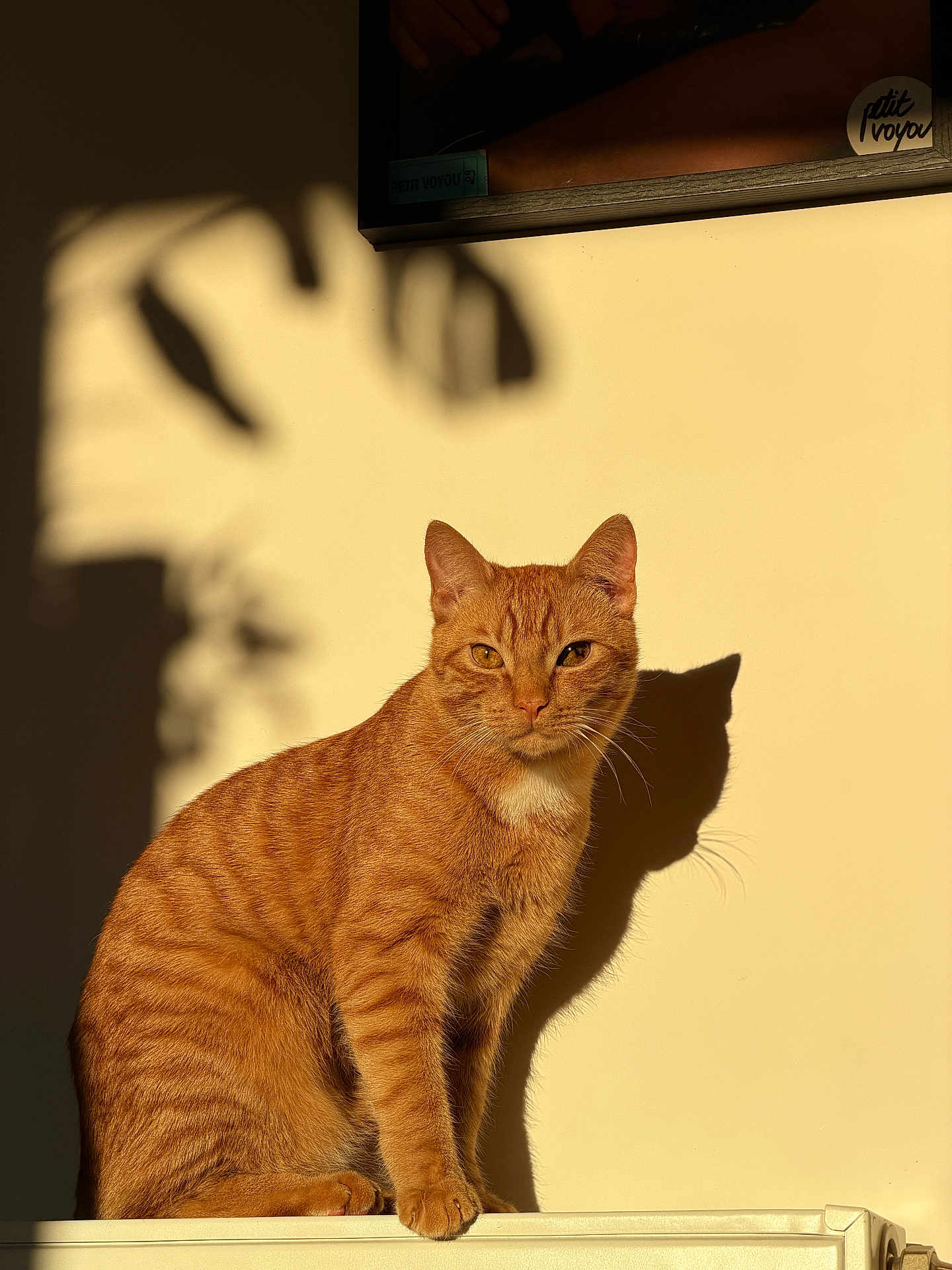 Anubis a rejoint le concours — aidez-le/la à gagner de superbes lots ! cat, ginger_cat, feline, pet, portrait, shadow, sunlight, wall, indoor, whiskers, ears, paws, fur, tabby, stripes, sitting, calm, golden_hour, minimalist, cozy