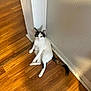 Lina is registered to the contest to win money with this photo: cat, black_and_white, wooden_floor, corner, indoor, pet, feline, relaxed, curious, animal, tail, ears, whiskers, flooring, wall, domestic, cute, sitting, looking, home