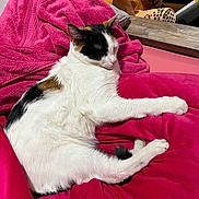 Lina is registered to the contest to win money with this photo: cat, calico_cat, sleeping, pink_blanket, plush, stuffed_animal, cozy, indoor, pet, relaxing, fur, white_fur, black_fur, brown_fur, paw, wooden_surface, cushion, resting, domestic_animal, soft_texture