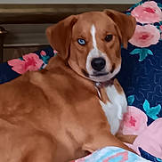Lucy is registered to the contest to win money with this photo: dog, brown_dog, white_markings, heterochromia, blue_eye, dark_eye, pet, animal, portrait, close_up, lying_down, bed, blanket, floral_pattern, pink, blue, indoor, home, cozy, photography