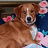 dog, brown_dog, white_markings, heterochromia, blue_eye, dark_eye, pet, animal, portrait, close_up, lying_down, bed, blanket, floral_pattern, pink, blue, indoor, home, cozy, photography