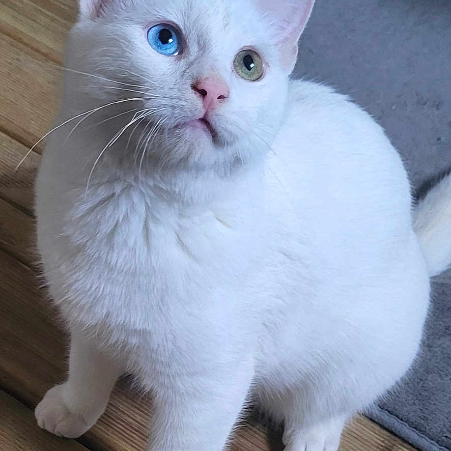 Loki a rejoint le concours — aidez-le/la à gagner de superbes lots ! abyssinian, accessories, angora, animal, architecture, building, cat, deck, hardwood, house, housing, kitten, manx, pet, plywood, porch, siamese, stainedwood, white, wood