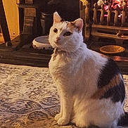 Dawn Ea To is registered to the contest to win money with this photo: animal, calico, cat, comfortable, cozy, decor, domestic, feline, fireplace, fur, home, indoor, pet, quiet, relaxing, rug, sitting, warm, warm_light, white_cat