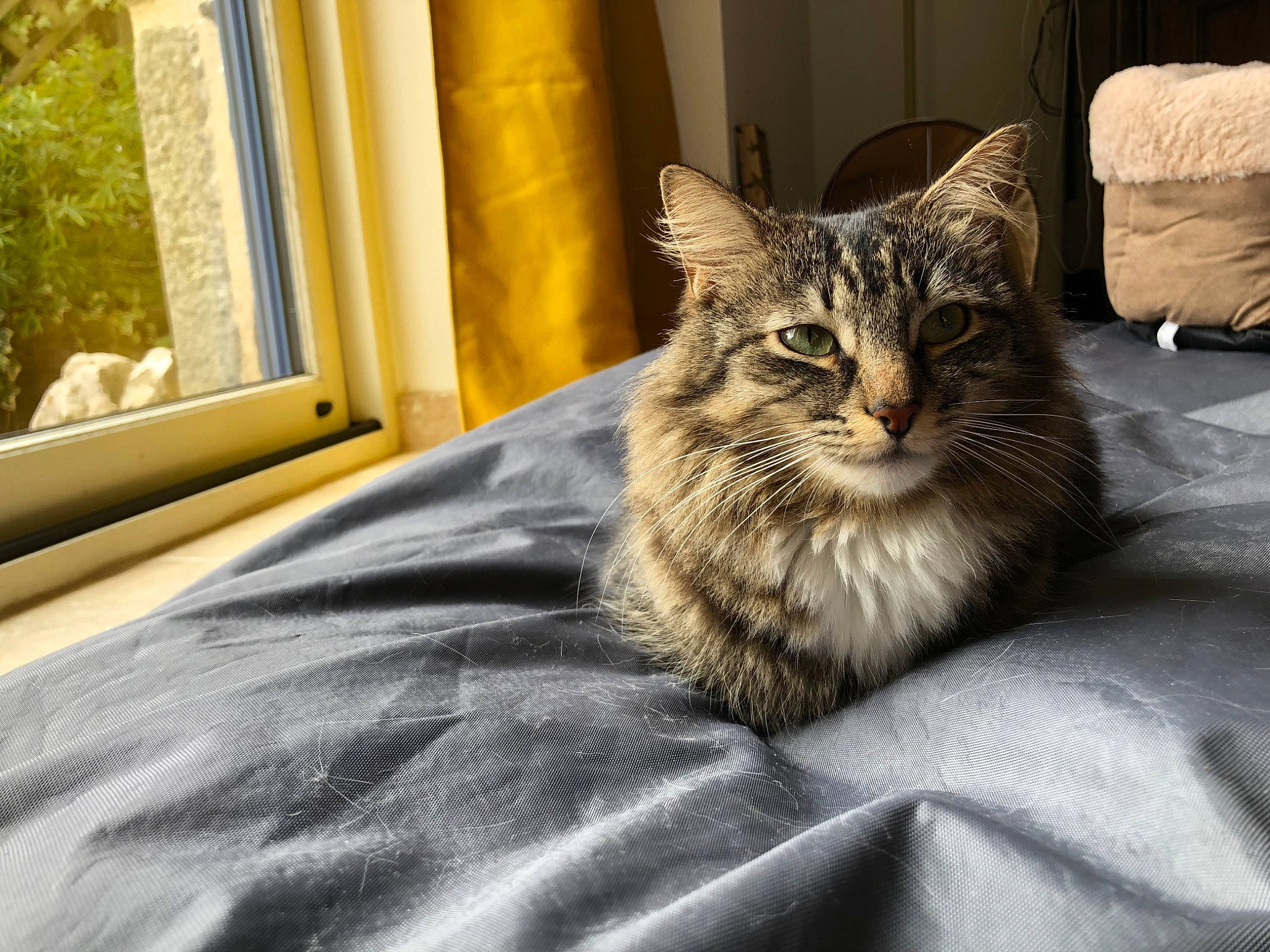 Nouchka a rejoint le concours — aidez-le/la à gagner de superbes lots ! american_shorthair, asian, bed, bed_sheet, carnivore, cat, domestic_long_haired_cat, domestic_short_haired_cat, dragon_li, european_shorthair, felidae, fur, maine_coon, mammal, norwegian_forest_cat, siberian, small_to_medium_sized_cats, tabby_cat, vertebrate, whiskers