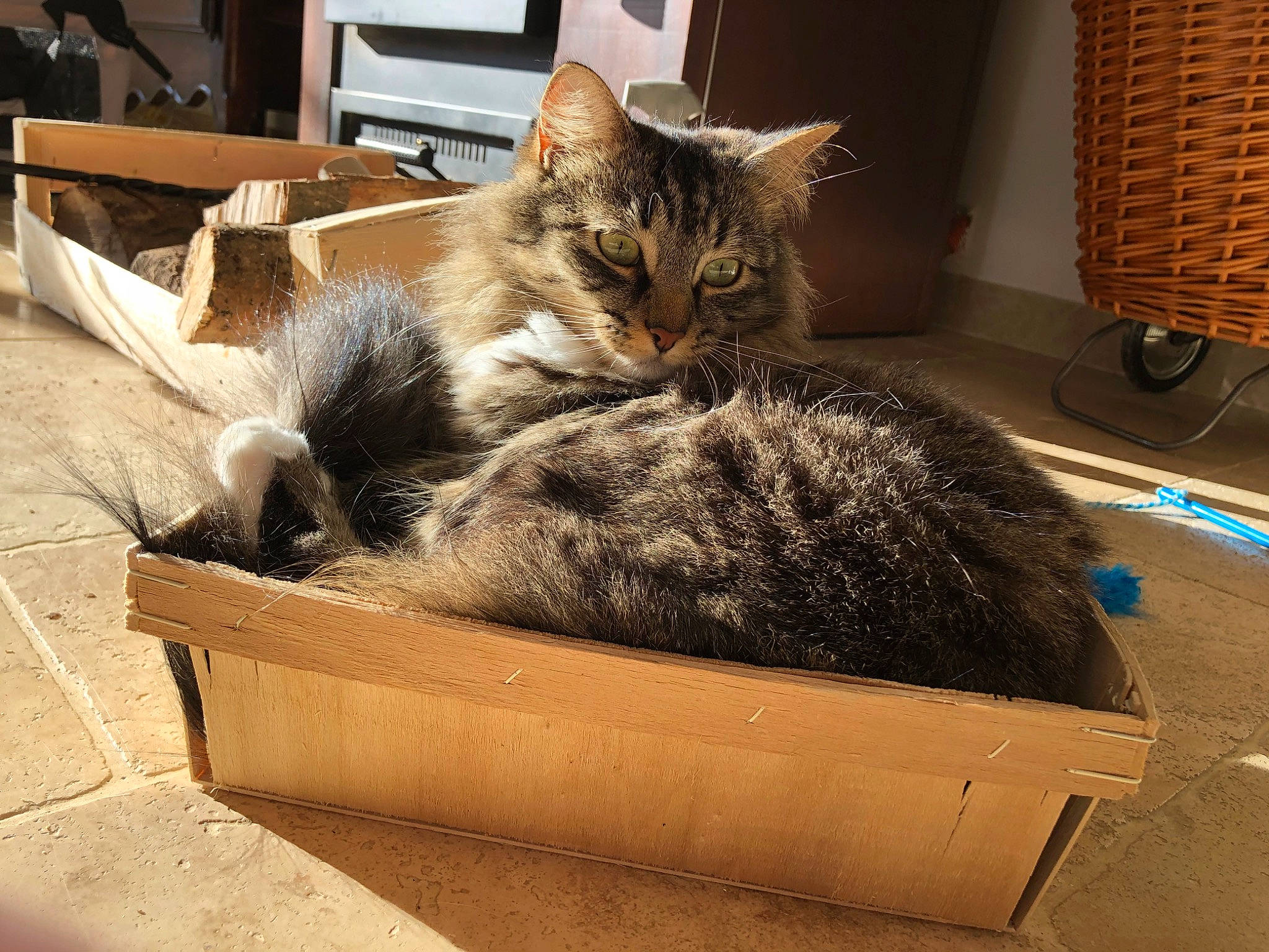 Nouchka a rejoint le concours — aidez-le/la à gagner de superbes lots ! american_shorthair, box, carnivore, cat, cat_bed, domestic_short_haired_cat, dragon_li, european_shorthair, felidae, fur, kitten, small_to_medium_sized_cats, tabby_cat, whiskers