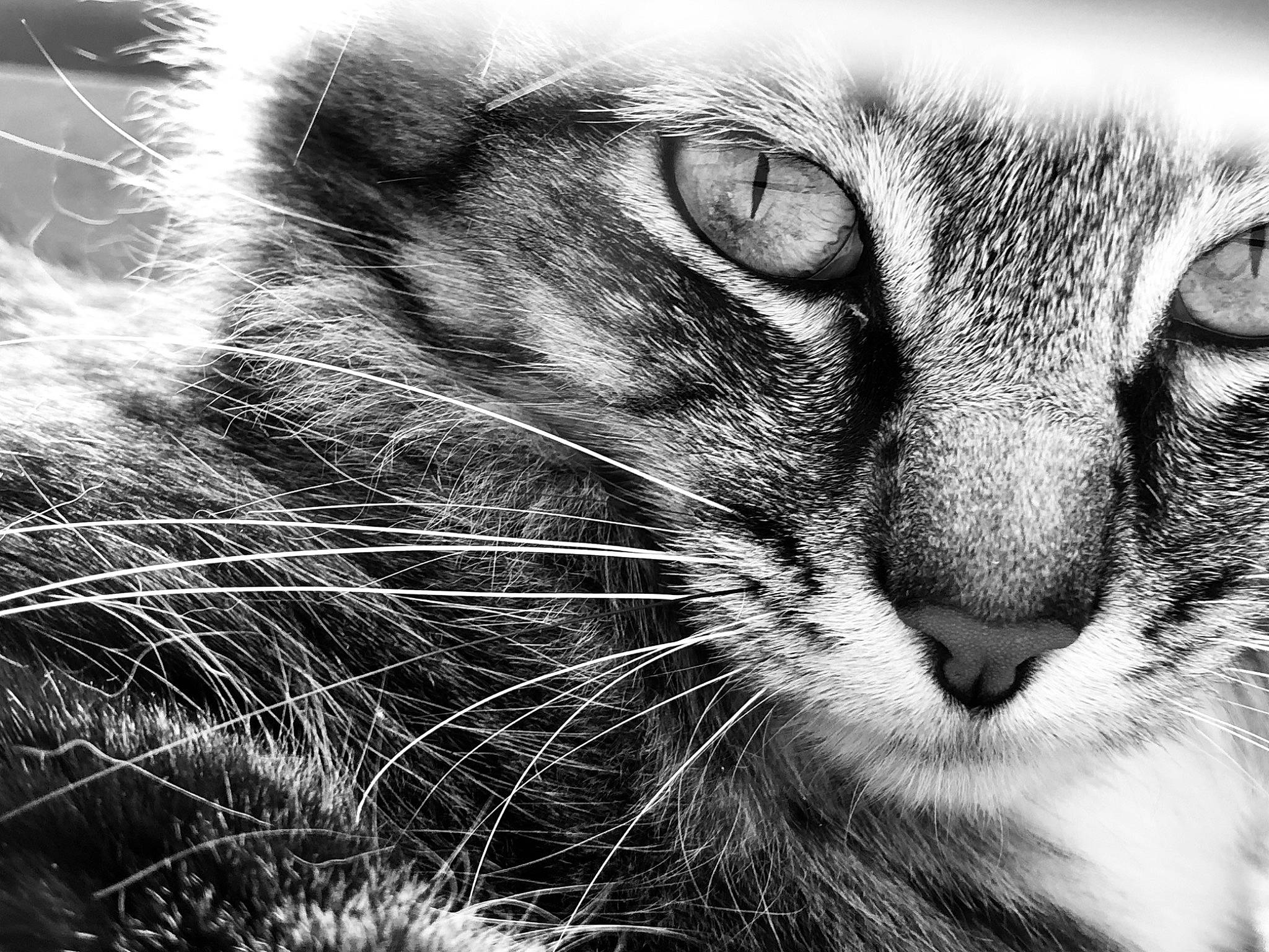 Nouchka participe au concours pour gagner de l'argent avec cette photo : asian, black_and_white, carnivore, cat, close_up, domestic_short_haired_cat, european_shorthair, eye, felidae, fur, iris, monochrome, monochrome_photography, nose, organ, photography, small_to_medium_sized_cats, snout, tabby_cat, whiskers