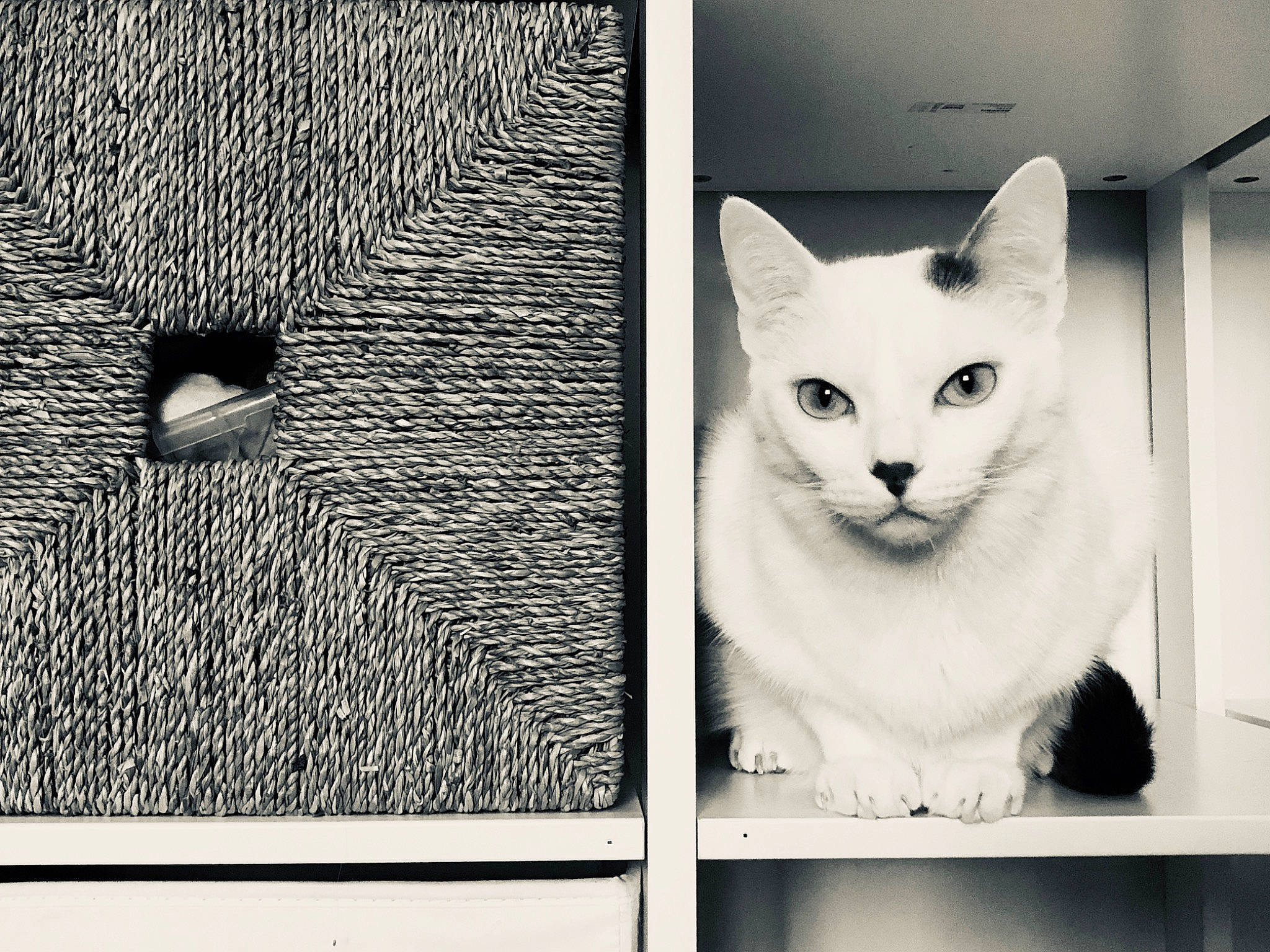 Mozart a rejoint le concours — aidez-le/la à gagner de superbes lots ! black_and_white, carnivore, cat, domestic_short_haired_cat, european_shorthair, eye, felidae, fur, kitten, monochrome, ojos_azules, small_to_medium_sized_cats, whiskers, white, window