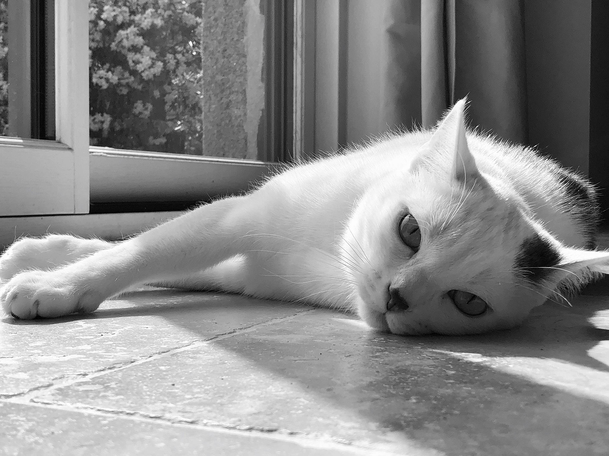 Mozart a rejoint le concours — aidez-le/la à gagner de superbes lots ! black, black_and_white, canidae, carnivore, cat, eye, felidae, leg, monochrome, monochrome_photography, nose, paw, photography, small_to_medium_sized_cats, snout, style, tail, whiskers, white