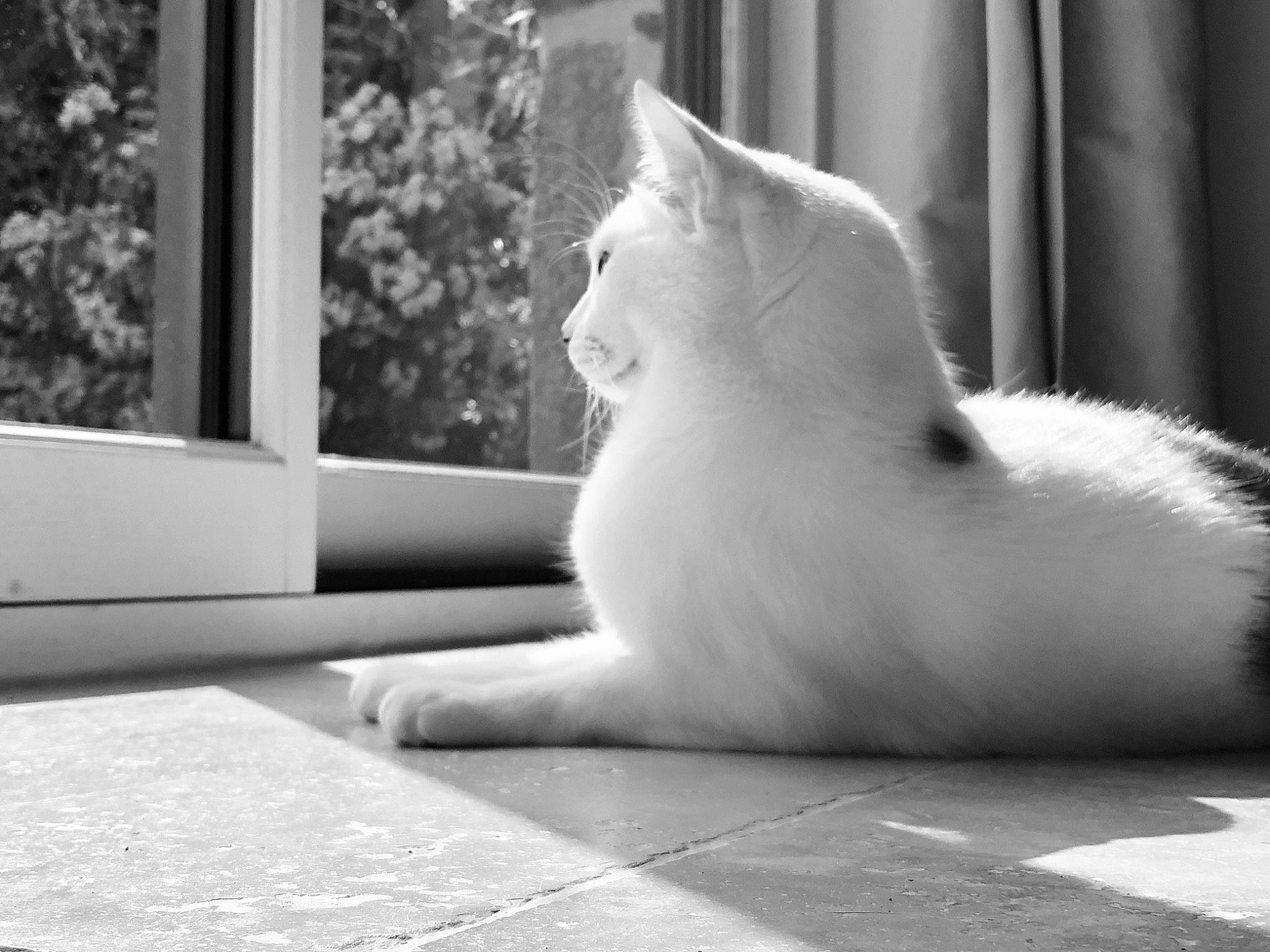 Mozart participe au concours pour gagner de l'argent avec cette photo : aegean_cat, asian, black_and_white, carnivore, cat, domestic_short_haired_cat, eye, felidae, fur, leg, monochrome, paw, photography, polydactyl_cat, small_to_medium_sized_cats, tail, turkish_angora, turkish_van, whiskers, white