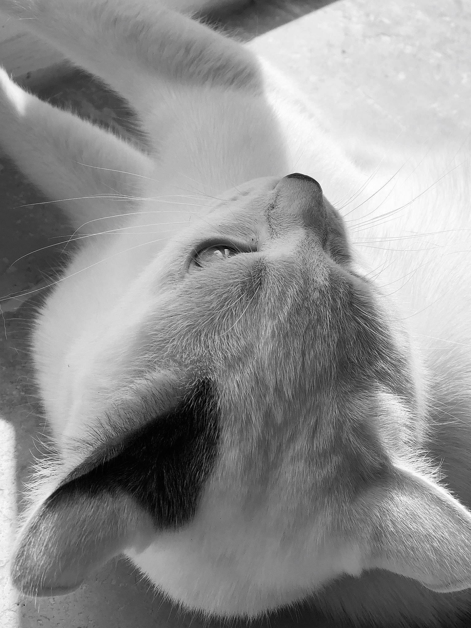 Mozart participe au concours pour gagner de l'argent avec cette photo : black_and_white, close_up, domestic_rabbit, ear, fur, monochrome, monochrome_photography, nose, photography, rabbit, snout, stock_photography, style, whiskers, white