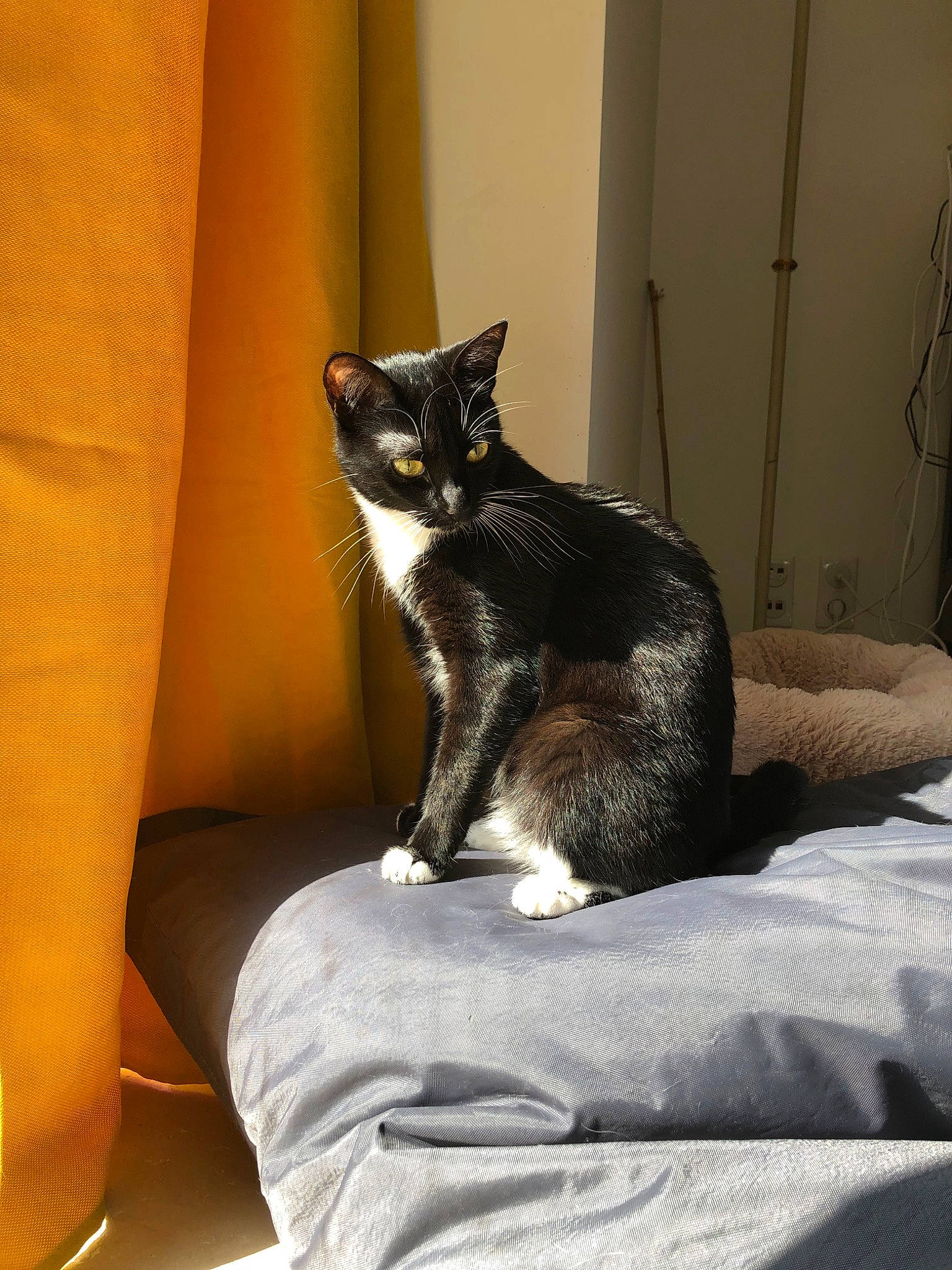 Mystique participe au concours pour gagner de l'argent avec cette photo : american_wirehair, asian, carnivore, cat, domestic_short_haired_cat, european_shorthair, felidae, fur, kitten, mammal, paw, room, small_to_medium_sized_cats, snout, tail, whiskers