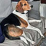 Pato a rejoint le concours — aidez-le/la à gagner de superbes lots ! animal, beagle, black, blanket, brown, canine, carpet, collar, couch, dog, domestic_animal, fur, furniture, indoor, living_room, pet, relaxed, resting, side_view, white