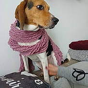 Pato participe au concours pour gagner de l'argent avec cette photo : animal, black, brown, calm, companion, couch, cozy, cute, decor, dog, fur, furniture, hand, indoor, person, pet, scarf, sitting, textile, white