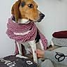 animal, black, brown, calm, companion, couch, cozy, cute, decor, dog, fur, furniture, hand, indoor, person, pet, scarf, sitting, textile, white