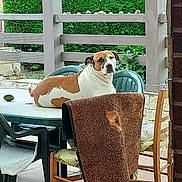 Odin a rejoint le concours — aidez-le/la à gagner de superbes lots ! dog, table, chair, blanket, outdoor, patio, furniture, greenery, hedge, pergola, tile_floor, relaxed, pet, seated, domestic_animal, backyard, daytime, house, window, calm