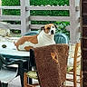Odin a rejoint le concours — aidez-le/la à gagner de superbes lots ! animal, backyard, calm, chair, daylight, dog, floor, furniture, greenery, hedge, outdoor, patio, pet, plastic_chair, relaxation, resting, sunlight, table, towel, wooden_chair