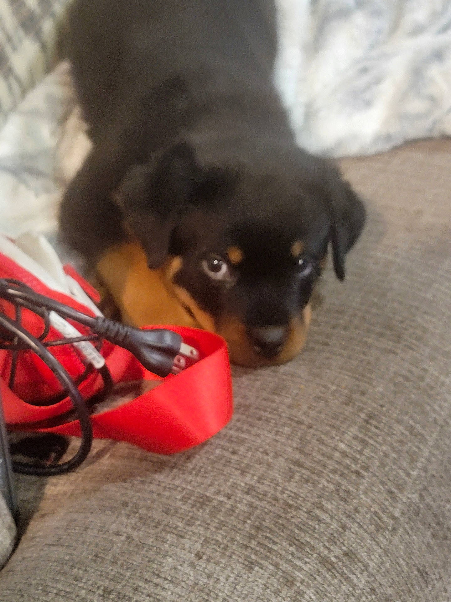 Coke joined the competition — help win amazing prizes! accessories, adapter, animal, bag, beagle, canine, couch, dog, dynamite, electronics, furniture, handbag, hound, labradorretriever, leash, pet, puppy, smokepipe, strap, weapon