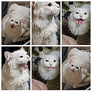 Bubbies is registered to the contest to win money with this photo: cat, white_cat, fluffy, pet, indoor, close_up, animal, feline, expressive, mouth_open, whiskers, fur, cute, collage, multiple_images, floor_tiles, home, domestic, portrait, playful