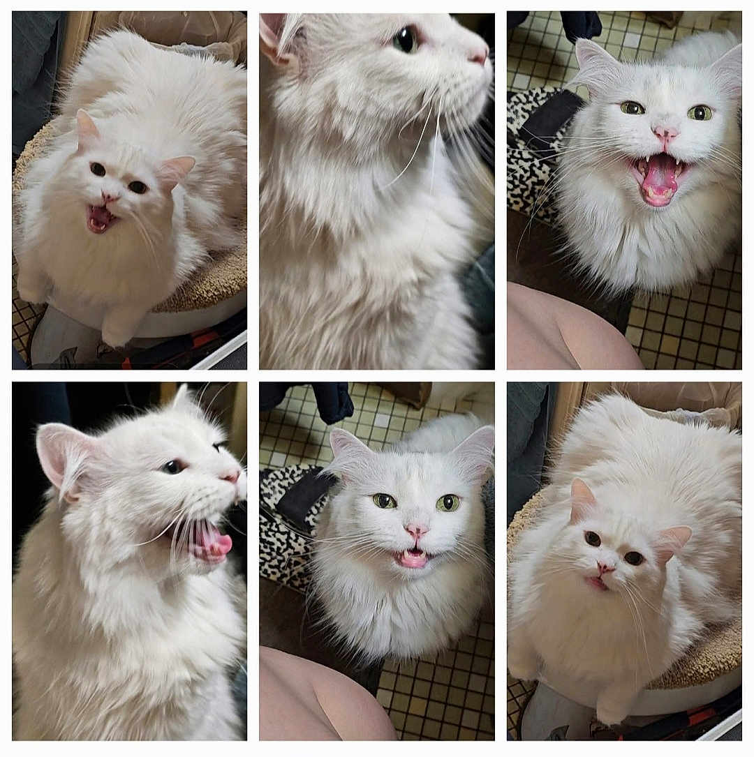 Bubbies is registered to the contest to win money with this photo: cat, white_cat, fluffy, pet, indoor, close_up, animal, feline, expressive, mouth_open, whiskers, fur, cute, collage, multiple_images, floor_tiles, home, domestic, portrait, playful