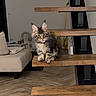 cat, kitten, fluffy, long_hair, tabby, gray_cat, animal, pet, sitting, staircase, wooden_steps, indoors, living_room, sofa, wood_floor, portrait, looking_at_camera, tongue_out, ears, home_decor