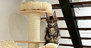 Boris participe au concours pour gagner de l'argent avec cette photo : cat, kitten, maine_coon, fluffy, long_hair, tabby, sitting, pet, animal, cat_tree, scratching_post, platform, indoors, staircase, modern_interior, wood, architecture, home, portrait, alert