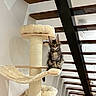 cat, kitten, maine_coon, fluffy, long_hair, tabby, sitting, pet, animal, cat_tree, scratching_post, platform, indoors, staircase, modern_interior, wood, architecture, home, portrait, alert