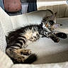 cat, kitten, tabby, pet, animal, feline, couch, sofa, indoors, home, lounging, lying_down, upside_down, fluffy, striped_fur, green_eyes, whiskers, paws, tail, portrait