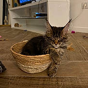 Boris participe au concours pour gagner de l'argent avec cette photo : cat, kitten, tabby, fluffy, long_hair, pet, animal, basket, woven_basket, paw, dangling_paw, sitting, relaxed, indoor, living_room, wooden_floor, television, furniture, cat_toys, portrait