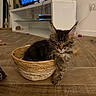 cat, kitten, tabby, fluffy, long_hair, pet, animal, basket, woven_basket, paw, dangling_paw, sitting, relaxed, indoor, living_room, wooden_floor, television, furniture, cat_toys, portrait