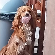 Virgule a rejoint le concours — aidez-le/la à gagner de superbes lots ! dog, spaniel, pet, indoor, brown_fur, long_hair, curly_fur, sitting, looking_at_camera, sock, item_in_mouth, wooden_furniture, trash_bin, home_interior, portrait, closeup, adorable, domestic_scene, guilty_look, household