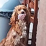 dog, spaniel, pet, indoor, brown_fur, long_hair, curly_fur, sitting, looking_at_camera, sock, item_in_mouth, wooden_furniture, trash_bin, home_interior, portrait, closeup, adorable, domestic_scene, guilty_look, household
