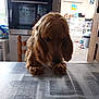 Virgule participe au concours pour gagner de l'argent avec cette photo : dog, cocker_spaniel, pet, table, kitchen, oven, chair, reflection, person, paws, fur, tablecloth, indoor, trash_bin, toy, tiles, appliance, cabinet, window, portrait