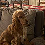 Virgule a rejoint le concours — aidez-le/la à gagner de superbes lots ! dog, cocker_spaniel, pet, couch, living_room, dining_table, chair, leash, string, guilty_look, fur, long_ears, brown_color, close_up, portrait, indoor, furniture, cushion, fabric, household