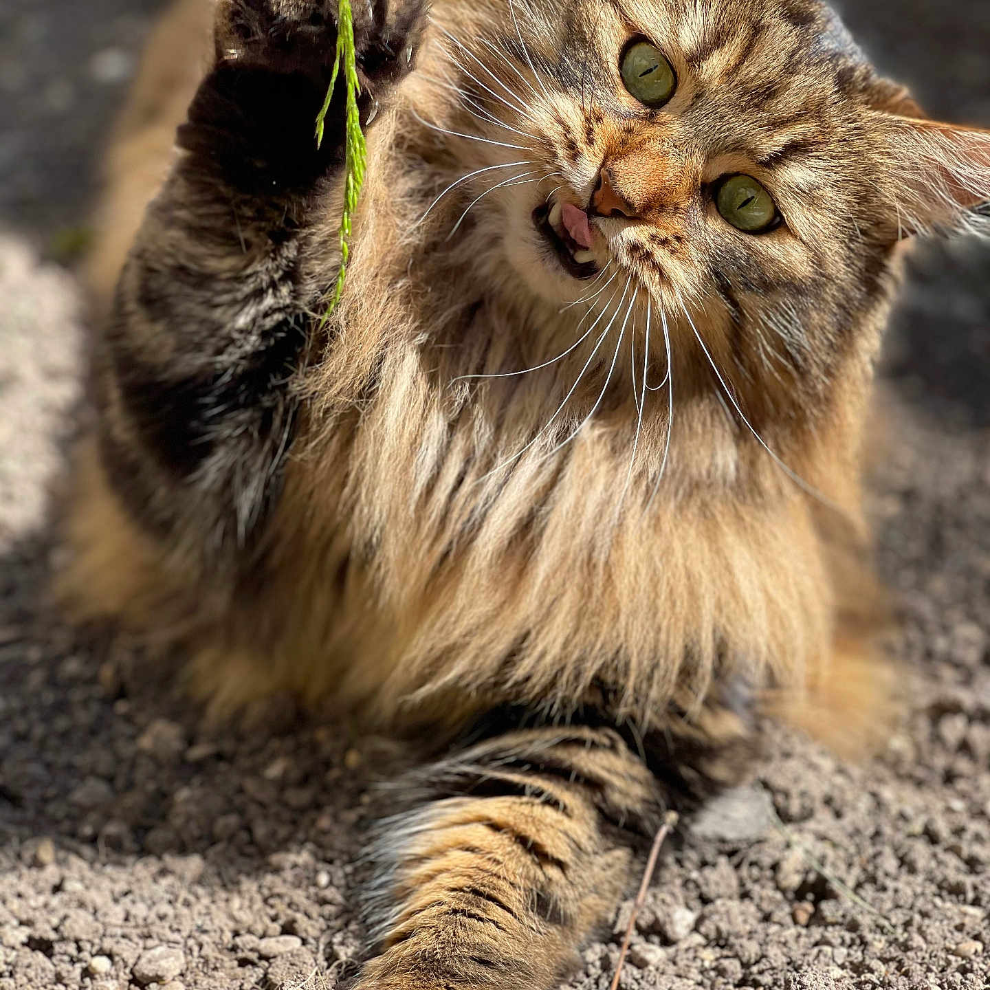 Néo participe au concours pour gagner de l'argent avec cette photo : abyssinian, alloywheel, angora, animal, bodypart, car, carwheel, cat, face, gravel, head, kitten, manx, mouth, person, pet, road, rock, soil, tongue