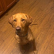 Anne joined the competition — help win amazing prizes! dog, brown_dog, wooden_floor, kitchen, food_bowl, water_bowl, pet, indoor, flooring, cabinet, waiting, looking_up, animal, canine, ears, collar, tail, fur, domestic, companion