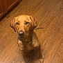 dog, brown_dog, wooden_floor, kitchen, food_bowl, water_bowl, pet, indoor, flooring, cabinet, waiting, looking_up, animal, canine, ears, collar, tail, fur, domestic, companion