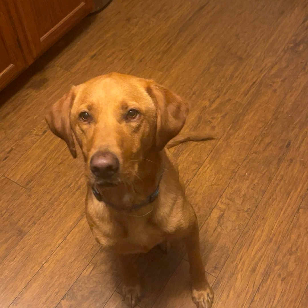 Anne joined the competition — help win amazing prizes! animal, brown_dog, cabinet, canine, collar, companion, dog, domestic, ears, flooring, food_bowl, fur, indoor, kitchen, looking_up, pet, tail, waiting, water_bowl, wooden_floor