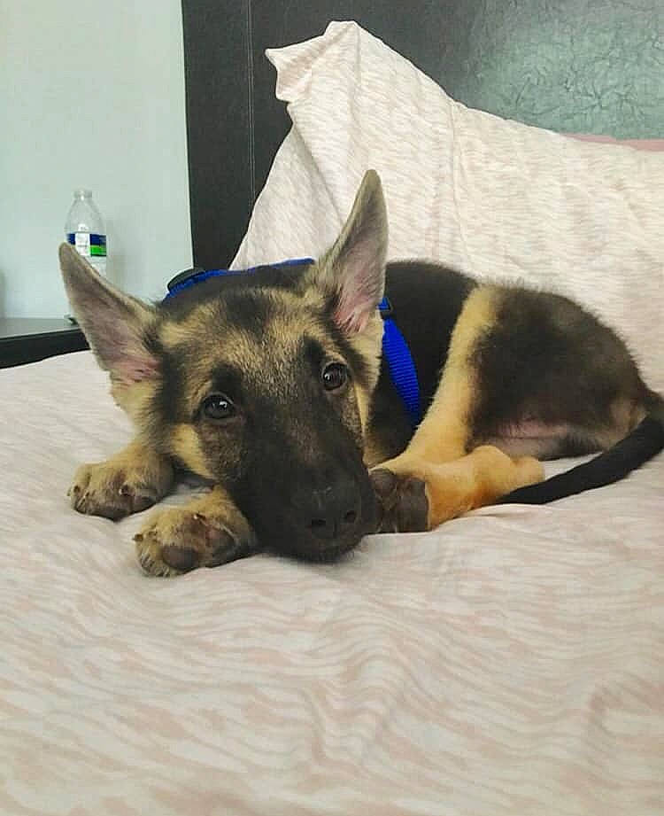 Atlas joined the competition — help win amazing prizes! canidae, carnivore, comfort, dog, dog_breed, dog_supply, fawn, german_shepherd_dog, guard_dog, herding_dog, king_shepherd, linens, mammal, old_german_shepherd_dog, police_dog, snout, sporting_group, vertebrate, working_animal, working_dog