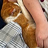 bed, bedding, cat, closeup, cozy, cuddling, cute, furry, human_hand, indoors, nap, orange_cat, paw, pet, plaid, polka_dots, relaxed, resting, sleeping, white_fur