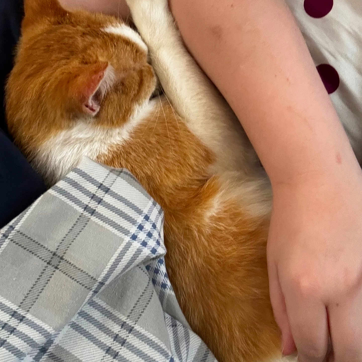 Cheedar joined the competition — help win amazing prizes! cat, sleeping, orange_cat, white_fur, pet, paw, cuddling, human_hand, cozy, bed, bedding, plaid, polka_dots, indoors, closeup, relaxed, resting, furry, cute, nap