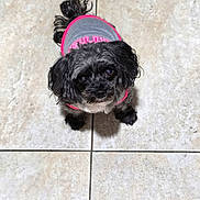 Oreo joined the competition — help win amazing prizes! dog, black_dog, small_dog, pet, cute, puppy, outfit, clothing, pink, gray, floor, tile_floor, looking_up, animal, indoor, fur, ears, tail, adorable, companion