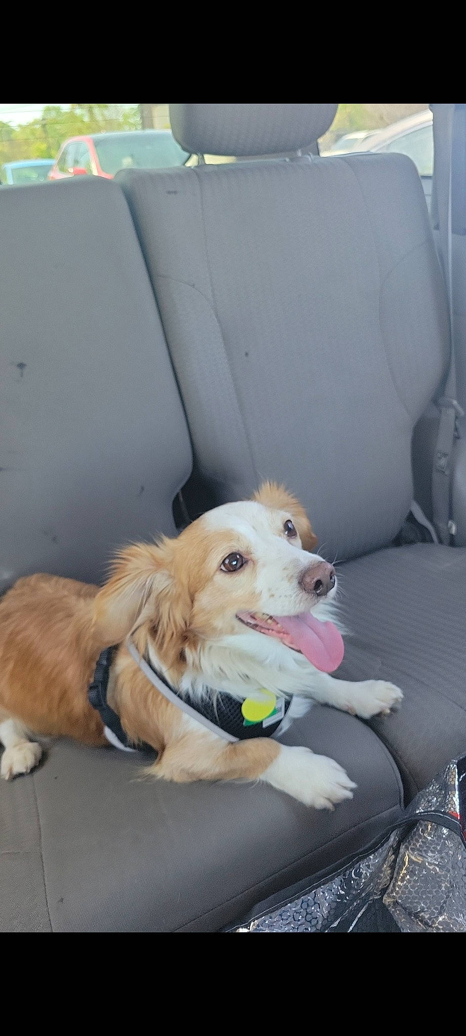 Pancho is registered to the contest to win money with this photo: canidae, car_seat, car_seat_cover, carnivore, chair, comfort, companion_dog, couch, dog, dog_breed, dog_collar, dog_supply, fawn, fur, pet_supply, plant, sitting, sporting_group