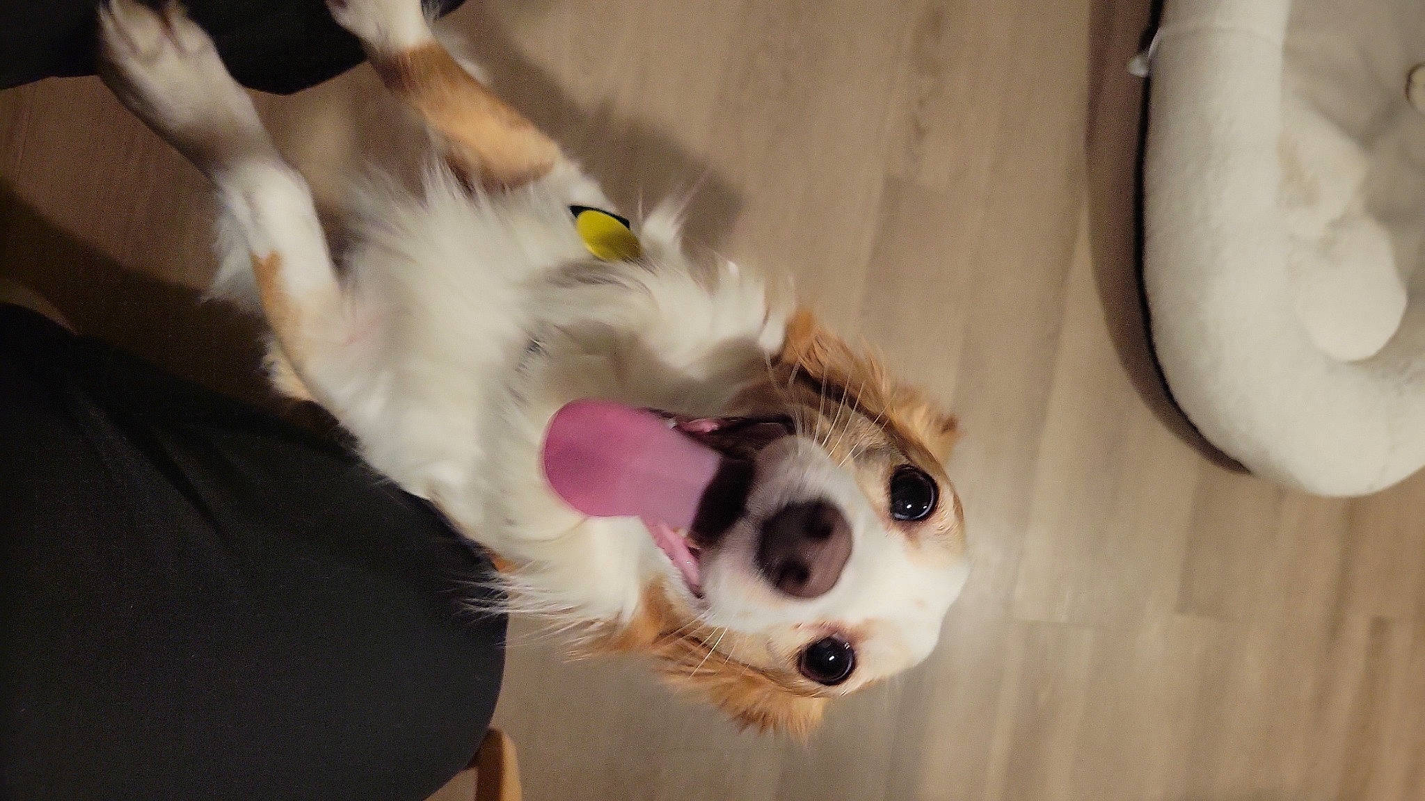 Pancho joined the competition — help win amazing prizes! canidae, carnivore, companion_dog, dog, dog_breed, dog_supply, fawn, felidae, fur, german_spitz, japanese_spitz, paw, pet_supply, snout, spitz, toy, toy_dog, volpino_italiano, whiskers, working_animal