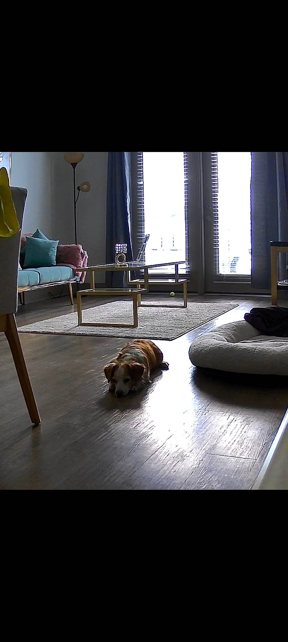 Pancho joined the competition — help win amazing prizes! brown, carnivore, comfort, companion_dog, dog_breed, fawn, felidae, floor, flooring, hardwood, interior_design, laminate_flooring, line, living_room, mammal, rectangle, shade, tints_and_shades, window, wood